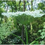 The flowerhead of the Cow Parsnip plant. Image Credit: NYS Dept. Of Environmental Conservation.