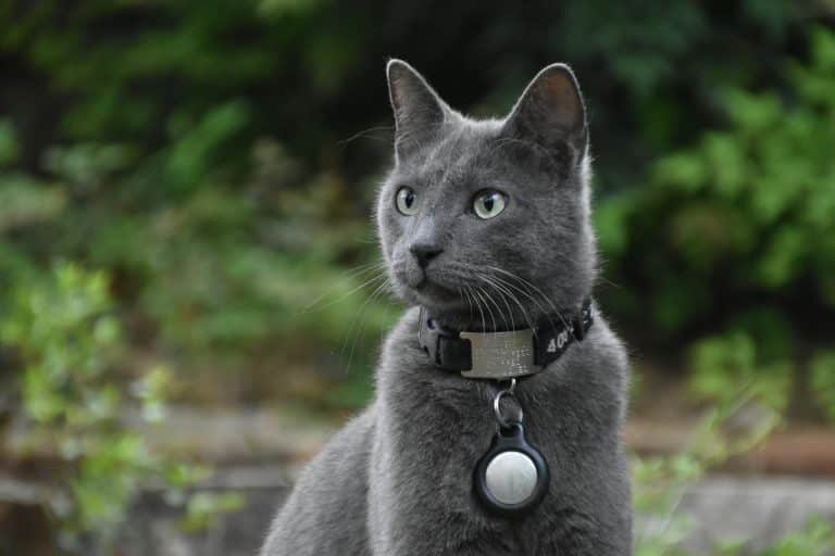 russian blue cat with black collar