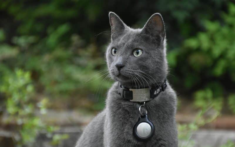 russian blue cat with black collar